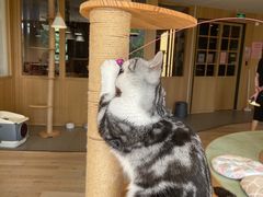 -CAT’S MEWSTAR CAFE·喵星球猫屋(晴湾咖啡店)
