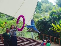 -新加坡飞禽公园
