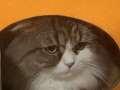 -博特宠物医院24h犬猫全科.骨科·异宠