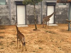 -西霞口神雕山野生动物世界