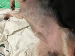 -伟伟宠物医院·CT影像中心·瑞派犬猫综合性门诊(汉口总院)