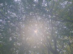 -阿尔丁植物园