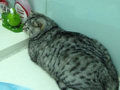 纳吉亚动物诊所-纳吉亚猫专科动物诊疗中心(蒋宅口分院)