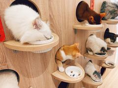-Umiao与猫咖啡 猫咖