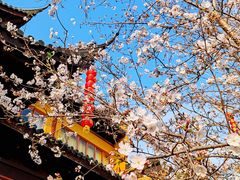-皇罗禅寺