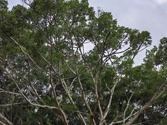 -野象谷景区