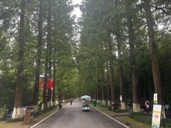 -黄海国家森林公园