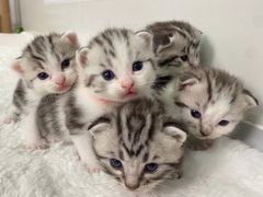 -lincat·猫舍(广州店)
