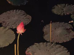 -月湖风景区