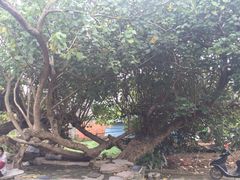 iphone_upload_pic-扬美古镇景区
