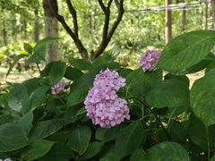 -合肥滨湖国家森林公园