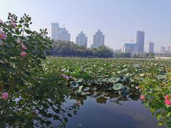 -月湖风景区