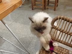 -共舞时光猫咖·狗咖(新街口店)