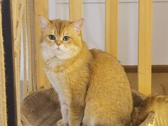 -柴迷FANS CLUB·柴犬狗咖·猫咖