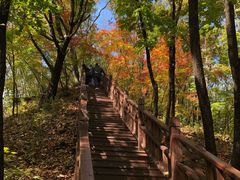 -云岭野山参风景区