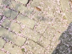 -武汉紫薇都市田园