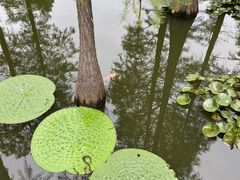 -池杉湖湿地公园