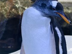 -新加坡飞禽公园