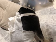 -纳吉亚猫专科动物诊疗中心(蒋宅口分院)