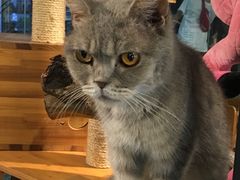 -more than meow吴止猫主题餐厅(承德 中船汇店)