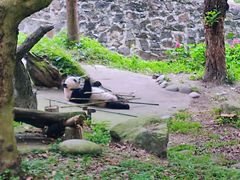 -都江堰中华大熊猫苑
