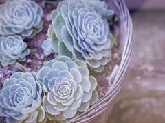 -浔岚云舍mist静谧观景美宿(丽江古城店)