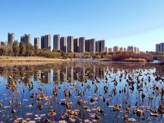 -丁香湖公园