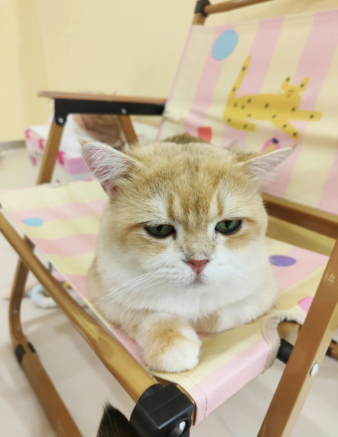 北京7515可以撸稀有品种的漂亮猫舍[拔草]