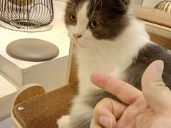 -飞行喵MR PILOT|猫舍·猫咖(静安大融城店)
