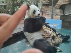 -成都动物园