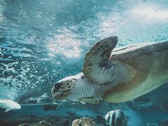 -上海海洋水族馆