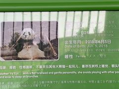-成都大熊猫繁育研究基地