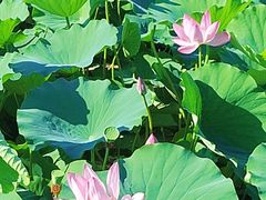 -羊亭河湿地公园