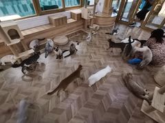-猫色咖啡·猫咖