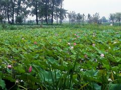 -丽清大别山鹅火锅(潜山路店)