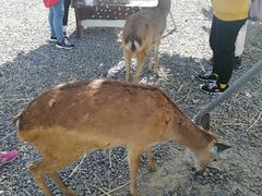 -鹿境梅花鹿生态园区