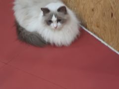 -和它·交个朋友·狗咖猫咖(爱琴海店)