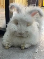 -神奇动物撸宠馆·羊驼·小浣熊·异宠(豫园店)