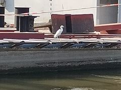 -鱼珠码头(轮渡站)