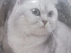 -创凡宠物医院·骨专科  猫科中心(西乡分院)