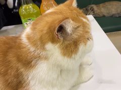-安格丽娜·狗咖·猫咖羊驼咖(春熙路百盛商场店)