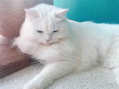 -飞行喵MR PILOT|猫舍·猫咖(静安大融城店)