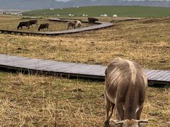 -新疆那拉提国家旅游度假区