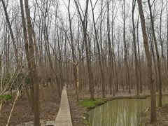 -合肥滨湖国家森林公园