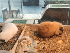 -Peet's Coffee皮爷咖啡(大学路店)