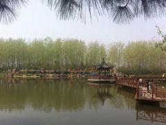 -合肥滨湖国家森林公园