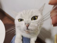 -团子家猫咪猫咖馆·柯基·柯尔鸭