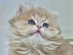 -青奢宠物·青奢猫舍