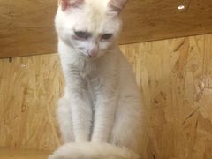 -猫爷宠物生活馆·撸猫馆