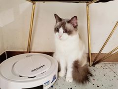 -喵喵咪呀布偶猫咖(春熙路店)